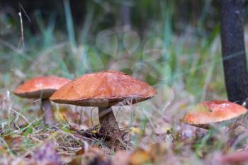 Three big leccinum mushrooms growing in forest. Orange cap boletus grow in wood. Beautiful edible autumn bolete