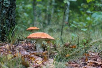 Two big leccinum mushrooms grows in forest near the tree. Orange cap boletus grow in wood. Beautiful edible autumn bolete