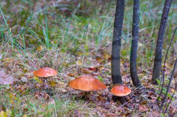 Three big leccinum mushrooms growing in forest foliage. Orange cap boletus grow in wood. Beautiful edible autumn bolete