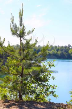 Growing fir tree on lake background. Beautiful sunny landscape view from above