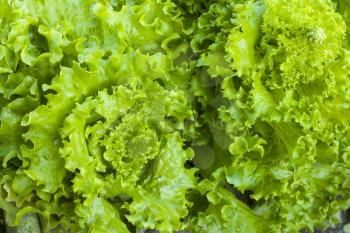 Green lettuce growing in garden. Vegetable diet plant. Vegan food ingredient