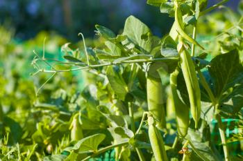 Green peas grow and shoots tendril. Vegetable diet plant. Vegan food ingredient