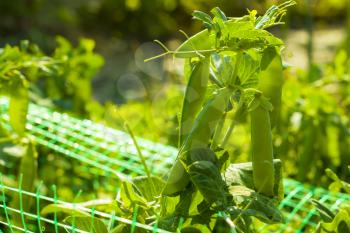 Peas bunch grows on sunny grid field. Vegetable diet plant. Vegan food ingredient