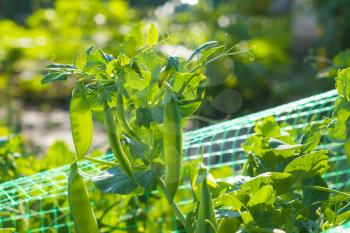 Peas bunch with tendrils grows. Vegetable diet plant. Vegan food ingredient