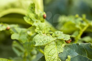 Beetle eating potato leaf. Agricultural plants pest. Potatos crop shredder