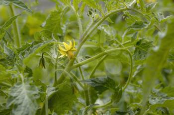 Tomato bloom yellow flower. Tomatoes blossom. Fresh summer season raw plant. Natural organic food ingredient
