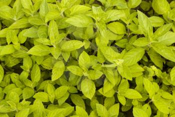 Mint grows background. Spearmint herb leaves. Summer season peppermint plant