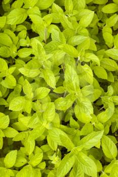 Mint grows vertical background. Spearmint herb leaves. Summer season peppermint plant