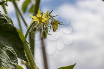 Tomato blooms on sky background. Tomatoes blossom. Fresh summer season raw plant. Natural organic food ingredient