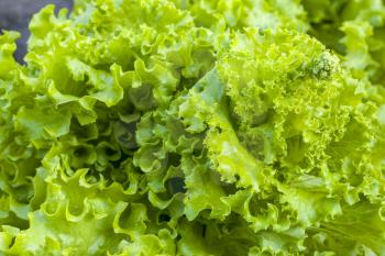 Green lettuce grows with seeds. Vegetable diet plant. Vegan food ingredient