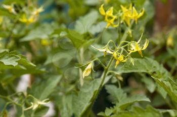 Tomato blooms with yellow flowers. Tomatoes blossom. Fresh summer season raw plant. Natural organic food ingredient