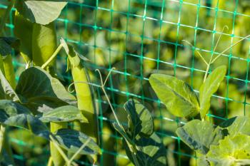 Pea growing on grid field. Vegetable diet plant. Vegan food ingredient
