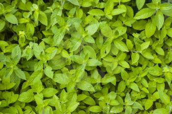 Mint grows in nature background. Spearmint herb leaves. Summer season peppermint plant