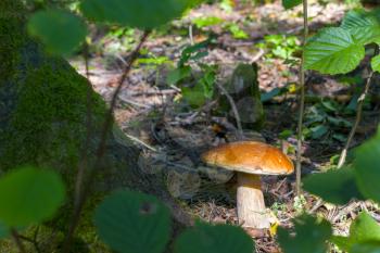 Big cep mushroom grows. Natural organic plants and bolete growing in wood