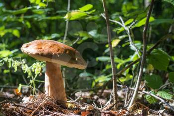 Big cep mushroom in sunny wood. Natural organic plants and bolete growing in wood