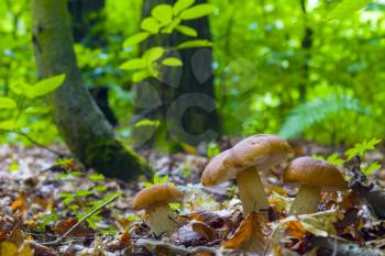Mushrooms in deciduous forest. Natural organic plants and ceps growing in wood