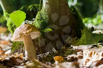Boletus grows near hemp in sunny forest. Natural organic plants and mushroom growing in wood