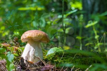 White mushroom in sunny wood. Natural organic plants and thick bolete growing in wood