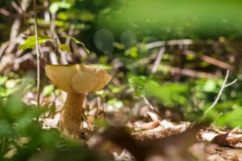 Big boletus grows in sunny wood. Natural organic plants and mushroom growing in forest