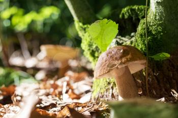 Two boletus grows in sunny wood. Natural organic plants and mushrooms growing in wood
