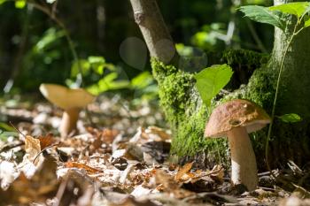 Two boletus in sunny forest. Natural organic plants and mushrooms growing in wood