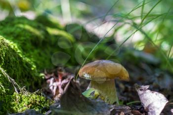 Boletus mushroom grows near log in moss. Natural organic plants growing in forest