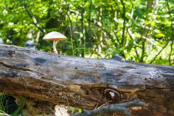 Mushroom grows from log in forest. Natural organic toxic plants growing in wood