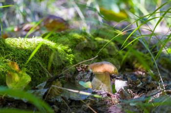 Mushroom grows near log in moss. Natural organic plants growing in forest