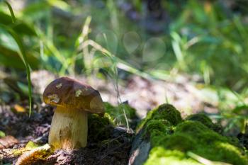 Boletus mushroom grows near moss. Natural organic plants growing in forest