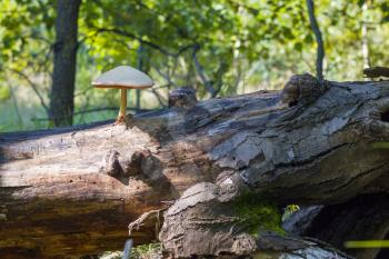 Poisonous mushroom growing from log log in forest. Natural organic toxic plants growing in wood