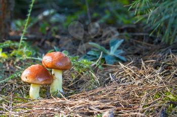 two mushrooms Suillus grows. Natural organic plants growing in wood