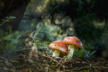Two mushrooms grows in dark sunlight. Natural organic plants growing in darkness bokeh wood