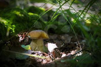 White mushroom grows near log in moss. Natural organic plants growing in forest