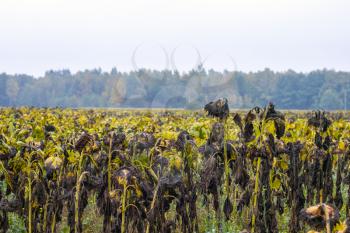 Chemical treated sunflowers grows. Danger farming plant growing. Ripe black sunflower field after fertilizer