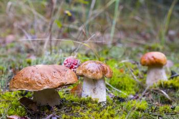 Autumn mushrooms grow in forest. Natural raw food grows in wood. Edible cep mushroom photo
