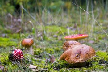 Inedible and edible mushrooms grow. Amanita and porcini mushroom grows in autumn forest. Red agaric and ceps growing in wood