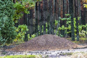 Large wild anthill in forest. Outdoor insect wildlife in wood