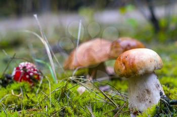 Porcini mushrooms and fly agaric in moss. Amanita and porcini mushroom grows in autumn forest. Red agaric and ceps growing in wood