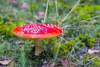 Red fly agaric growing in forest. Danger inedible toxic mushroom