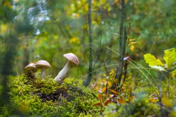 Three Leccinum mushrooms grows. Natural raw food growing in wood. Edible mushroom photo