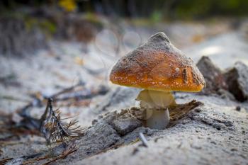 Amanita mushroom grows in sand. Autumn mushrooms grow. Inedible natural organic mushrooms