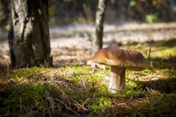 Big porcini mushroom grows in moss. Autumn mushrooms grow in forest. Natural raw food growing in wood. Edible cep, vegetarian natural organic meal