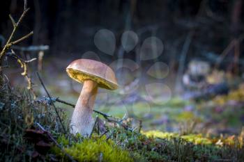 Big porcini mushroom in darkness moss. Autumn mushrooms grow in forest. Natural raw food growing in wood. Edible cep, vegetarian natural organic meal