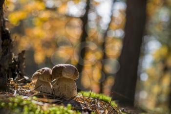 Fresh porcini mushrooms grow near oak. Autumn mushrooms grow in forest. Natural raw food growing in wood. Edible cep, vegetarian natural organic meal