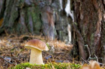 Nice big porcini mushroom. Autumn mushrooms grow in forest. Natural raw food growing in wood. Edible cep, vegetarian natural organic meal