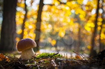 Nice porcini mushroom in sunny wood. Autumn mushrooms grow in forest. Natural raw food growing. Edible cep, vegetarian natural organic meal