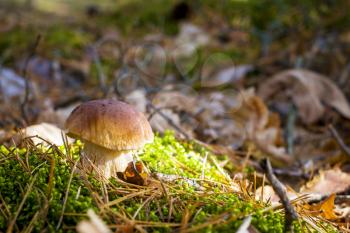 Porcini mushroom in sunny moss. Autumn mushrooms grow in forest. Natural raw food growing in wood. Edible cep, vegetarian natural organic meal