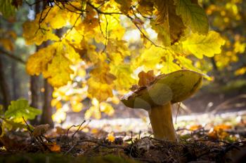Porcini mushroom in sunny oak wood. Autumn mushrooms grow in forest. Natural raw food growing. Edible cep, vegetarian natural organic meal