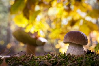 Porcini mushrooms in sunny forest. Autumn mushrooms grow. Natural raw food growing in wood. Edible cep, vegetarian natural organic meal