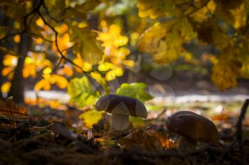 Big porcini mushroom grow near oak. Autumn mushrooms grow in forest. Natural raw food growing. Edible cep, vegetarian natural organic meal